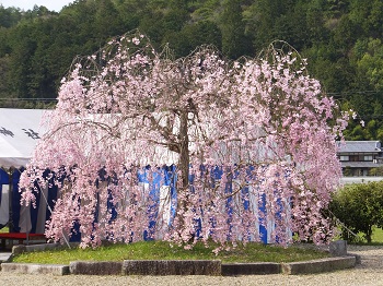 境内の枝垂れ桜