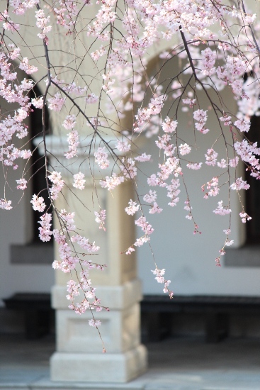 1852-12.4.8アーチ柱にかかる祇園枝垂桜.jpg