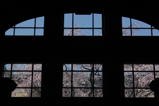 1872-12.4.8正面玄関ガラス越し祇園枝垂桜と蒼い空.jpg