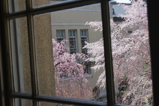 1878-12.4.8東側窓越の祇園枝垂桜と紅枝垂桜.jpg