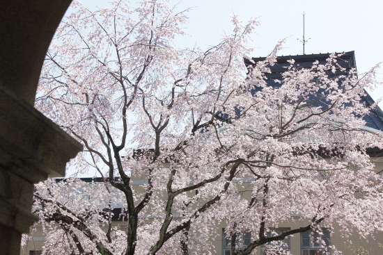 1884-12.4.8北側アーチ柱から祇園枝垂桜を観る.jpg