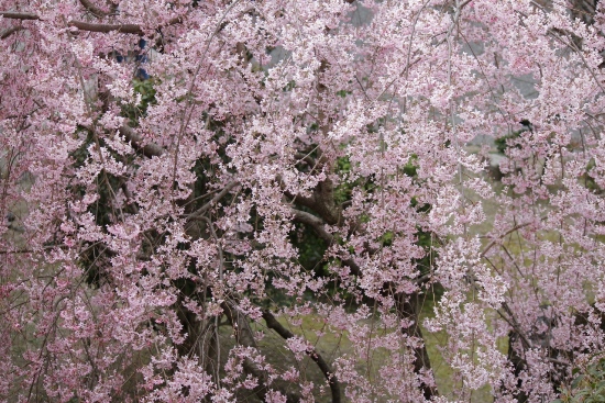 1895-12.4.9東南紅枝垂桜上から観る.jpg