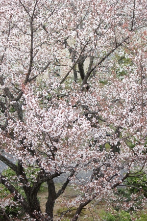 1897-12.4.9容保桜全体像.jpg