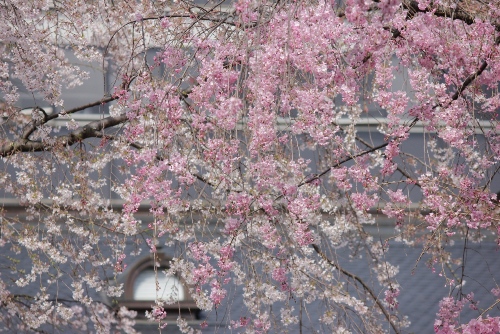 1997-12.4.13府庁屋根バックに２種類のしだれ桜.jpg