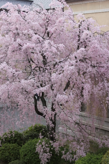 京都府庁旧本館 しだれ桜開花状況 13 4 5 京都観光文化を考える会 都草