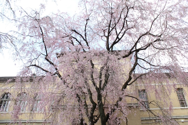 3655-13.4.7旧本館北側バックに八重紅枝垂れ桜.jpg