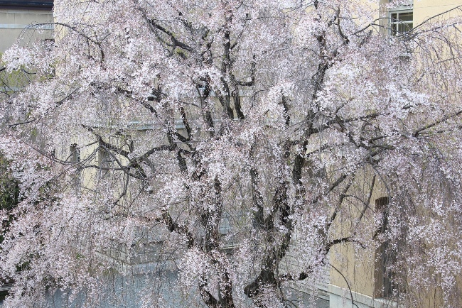 3715-13.4.12画面いっぱい八重紅枝垂れ桜.jpg