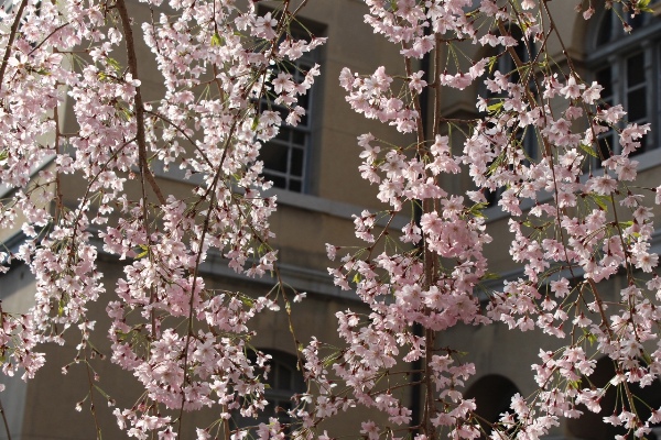 3717-13.4.12西からの陽光を受ける八重紅枝垂れ桜.jpg