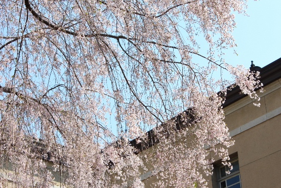 3721-13.4.12八重紅枝垂れ桜と屋根.jpg