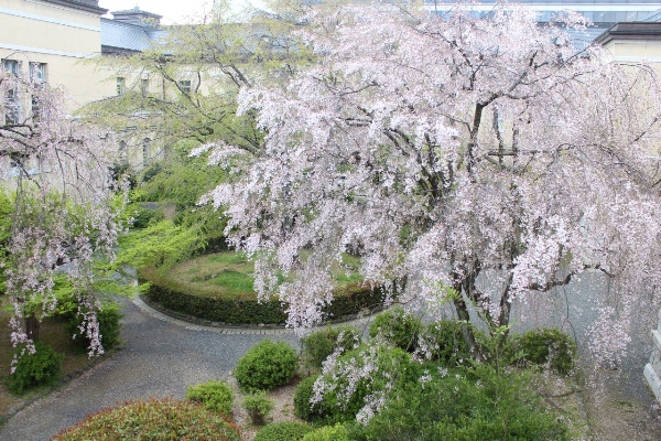 3722-13.4.12八重紅枝垂れ桜と中庭風景.jpg