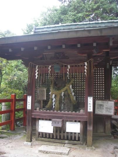 4415-本殿前の下り松の古木.JPG