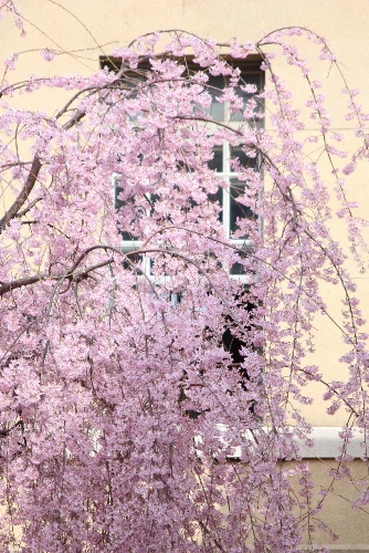 5237-14.3.31窓ガラスに一重紅枝垂れ桜.jpg