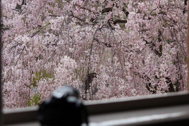 5368-マイカメラと八重紅枝垂れ桜.jpg