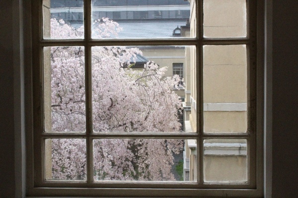 5369-北西の窓越し八重紅枝垂れ桜.jpg