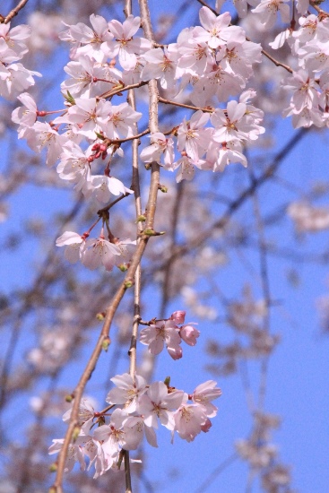 京都府庁旧本館中庭 しだれ桜開花状況 15 3 31 京都観光文化を考える会 都草