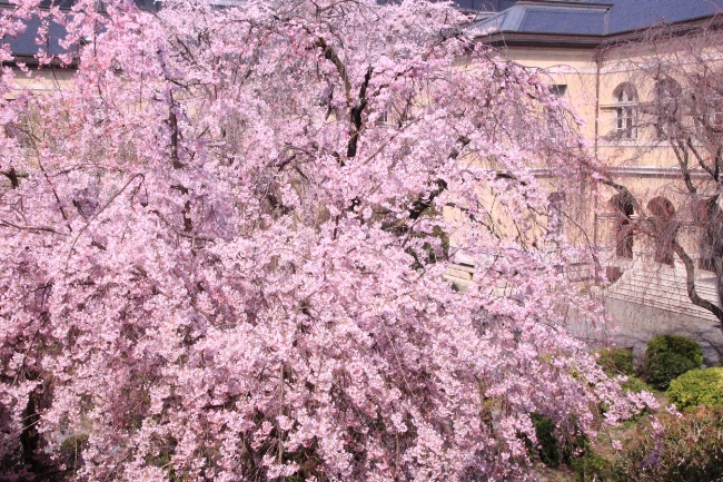 6414-15.3.31一重紅枝垂れ桜と中庭.jpg