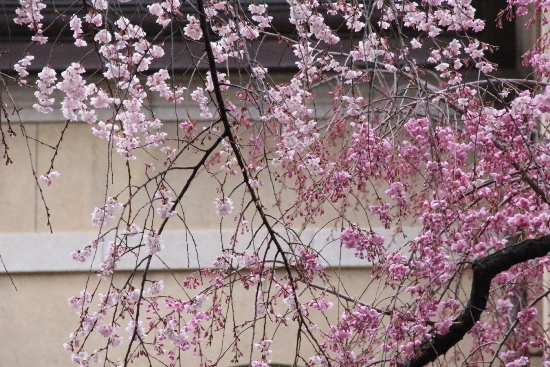 6422-15.4.1祇園しだれ桜と八重枝垂れ桜.jpg