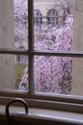 6423-15.4.1傘の柄と窓越しの八重紅枝垂れ桜.jpg
