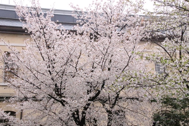 6431-15.4.1容保桜.jpg