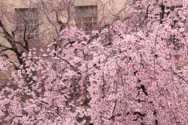 6434-15.4.1一重紅枝垂れ桜バックに蕾の八重枝垂れ桜.jpg