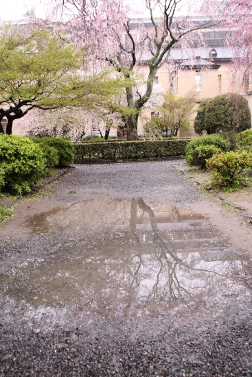 6451-15.4.3水たまりの祇園枝垂れ桜.jpg