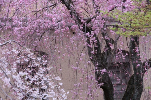 6457-15.4.3中央に八重紅枝垂れ桜、左に祇園枝垂れ桜、右緑楓.jpg