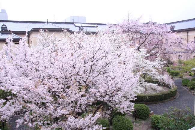 6470-15.4.3容保桜から奥に中庭の様子.jpg