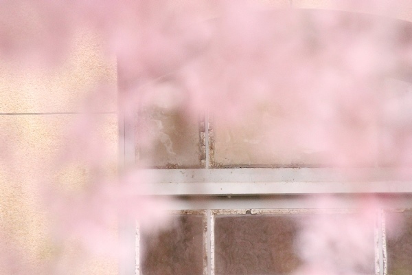 6506-15.4．7一重紅枝垂れ桜を桃色霞に.jpg