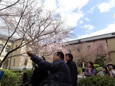 3月25日　初日の祇園しだれ桜