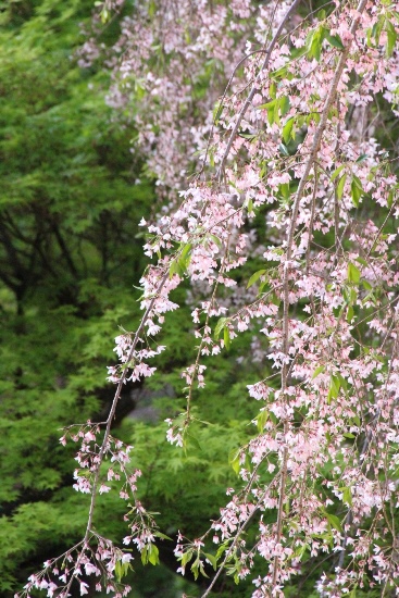 15.4.17　17時前一重紅枝垂れ桜左青楓