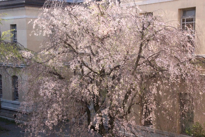 15.4.17　17時前八重紅枝垂れ桜　全体