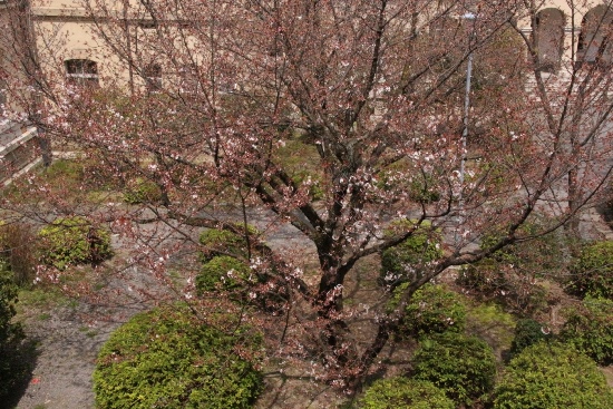 ０６１３  16.3.29 容保桜全体の様子