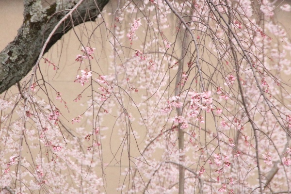 1835１６．３．３１祇園枝垂れ桜中アップ１