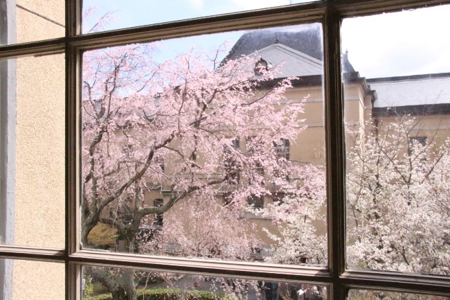 0290　１６．４．２　２－C窓越祇園枝垂れ桜＆大島桜