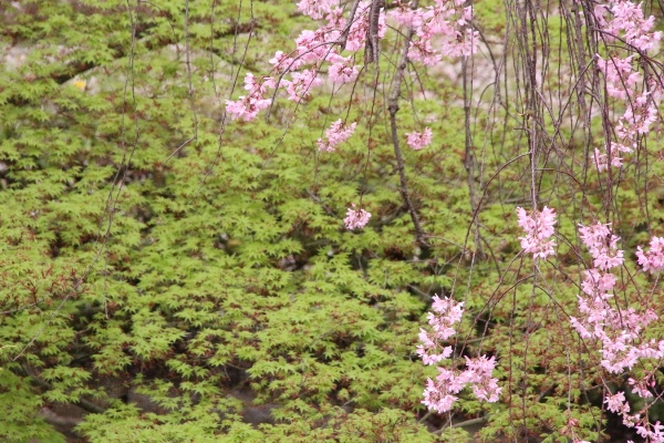 0924 16.4.5 深緑楓バックに一重紅垂れ桜　部分