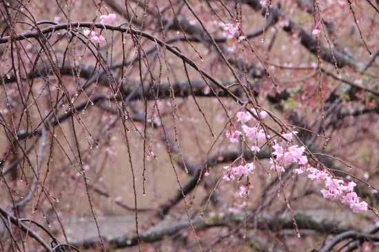 0076　16.4.7  八重紅枝垂れ桜の花芽の無さ