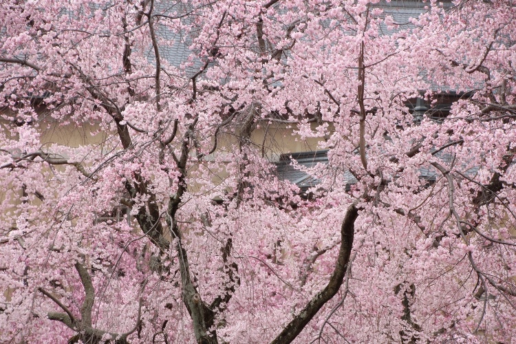 IMG_2514　祇園しだれ桜　一面花部分