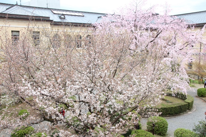 IMG_2545　容保桜と祇園しだれ桜と旧本館