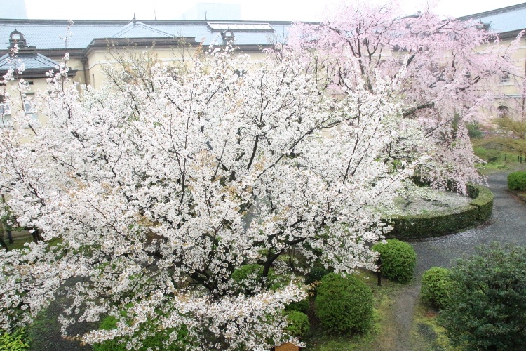 IMG_2657　中庭　 容保桜左　奥祇園しだれ桜