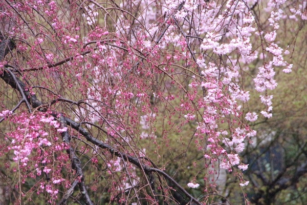 IMG_2780　紅枝垂れ桜　祇園しだれ桜　中アップ