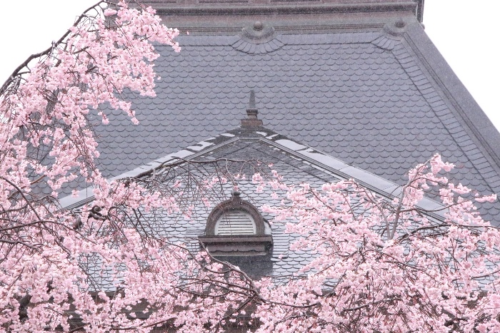 IMG_2784　屋根と祇園しだれ桜