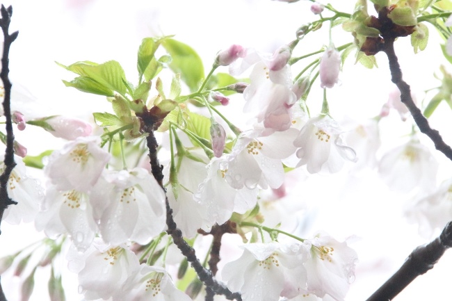 アップ１IMG_2842　大島桜