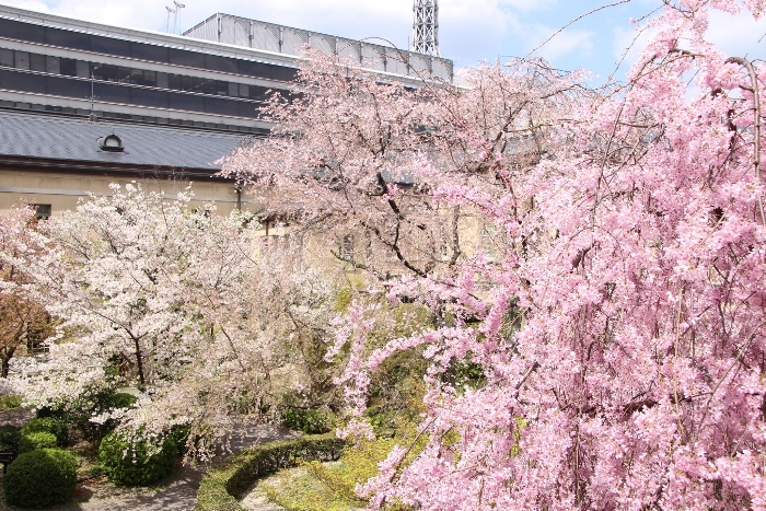 IMG_3037　女子WCより紅八重枝垂れ桜右から４種桜