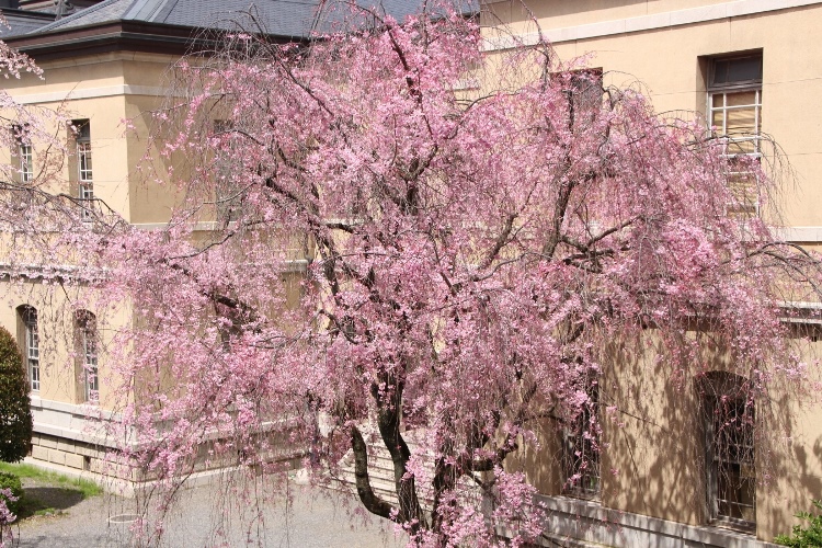 IMG_3115　八重紅枝垂れ桜全体