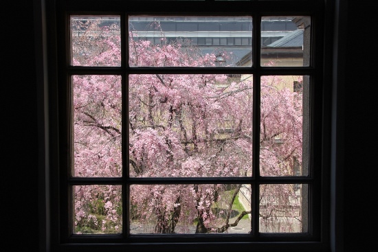 IMG_3633　窓越し　八重紅枝垂れ桜