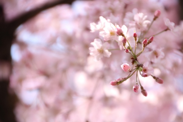 IMG_3745　八重紅枝垂れ桜　超蕾アップ