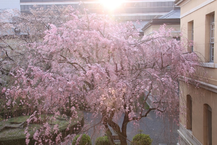 IMG_3998　八重紅枝垂れ桜　夕陽を受けて逆光に立つ
