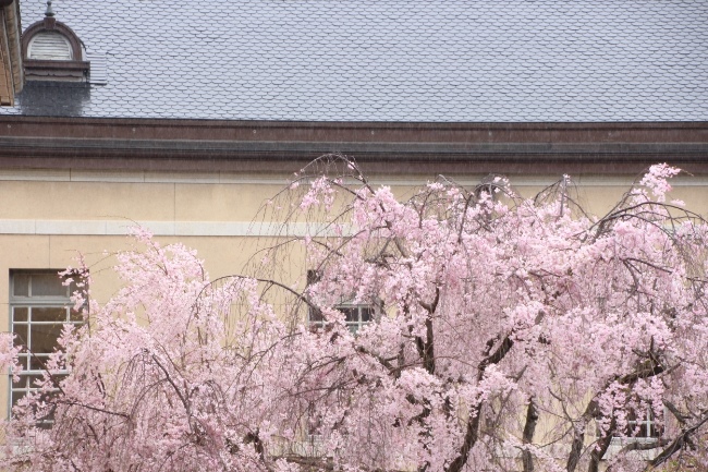 IMG_4676　八重紅枝垂れ桜　旧本館東側屋根