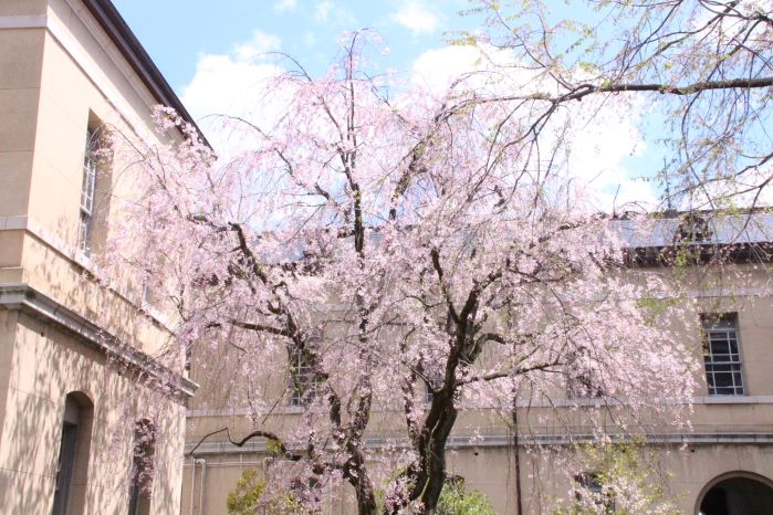 京都府庁旧本館中庭 しだれ桜開花状況 19 4 15 京都観光文化を考える会 都草