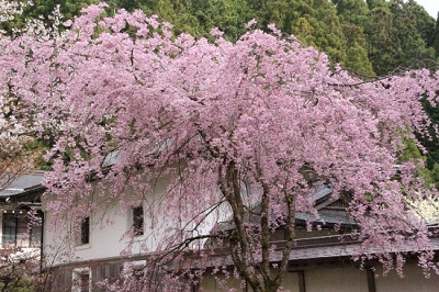 金剛三昧院の紅枝垂れ桜